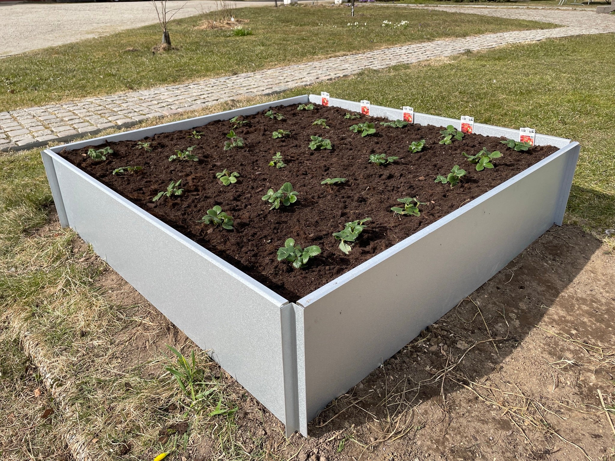 Odlingslåda / Stålkrage